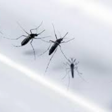 "Con una sola picadura se puede transmitir dengue, la mitad de la población mundial está en riesgo" dice especialista